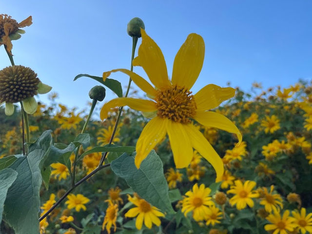 ทุ่งบัวตองดอยแม่อูคอ🌼🌼