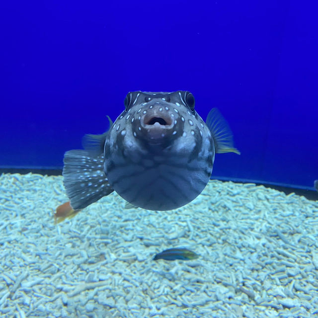 大阪海遊館：色彩繽紛的海洋生物