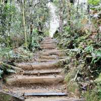 "Exploring the Enchanting Forest Views of Mount Kinabalu"