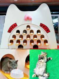 ⭐️又擼乖巧貓咪🐈🐈⬛