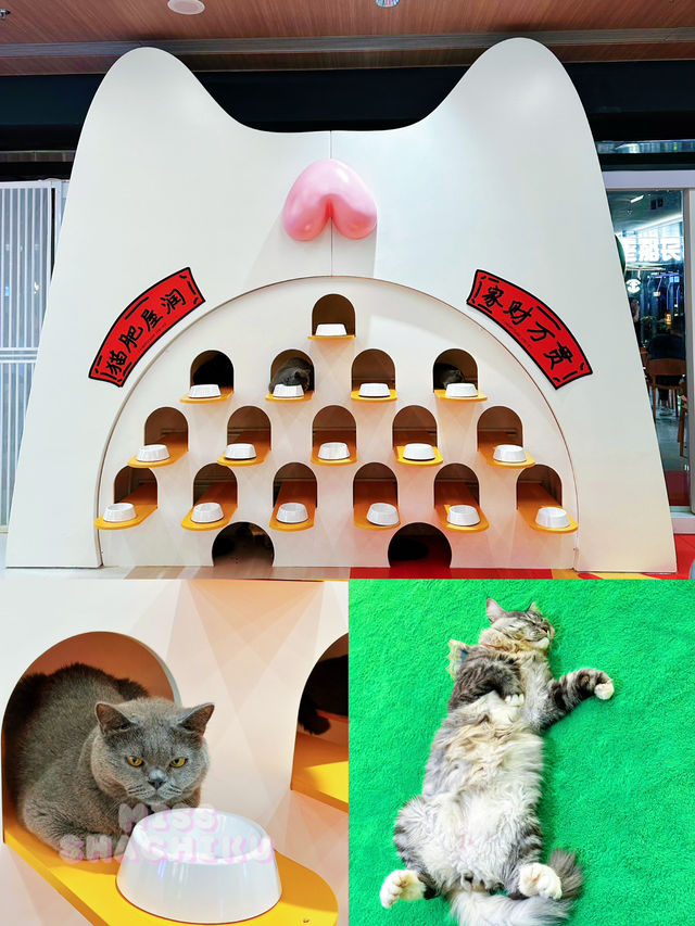 ⭐️又擼乖巧貓咪🐈🐈⬛ ⭐️又擼乖巧貓咪🐈🐈⬛