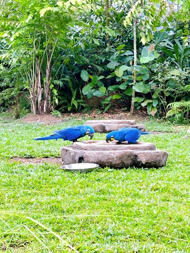 An Exciting Day Out at Bird Paradise 