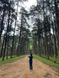 สวนสนบ่อแก้ว | จ.เชียงใหม่ 🌲🪵🍃✨