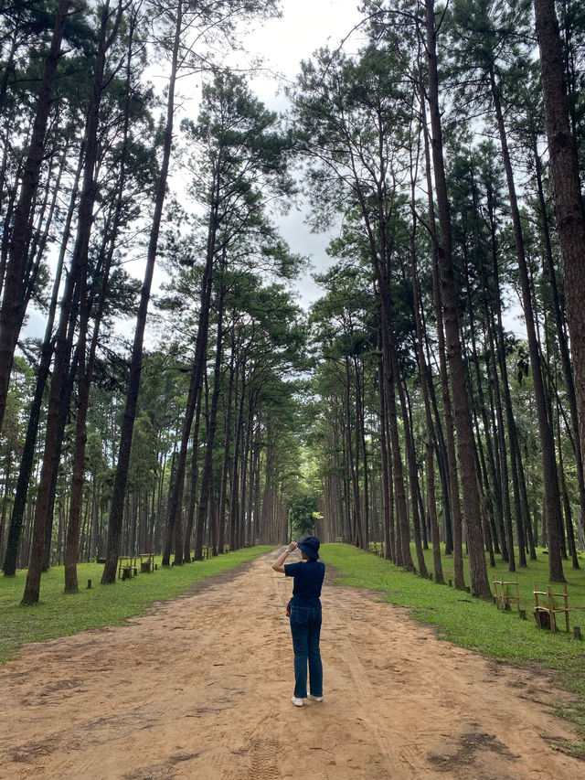 สวนสนบ่อแก้ว | จ.เชียงใหม่ 🌲🪵🍃✨