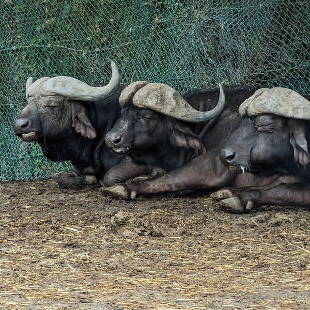 九州自然動物園：放養式的野生探險 🦓🌳