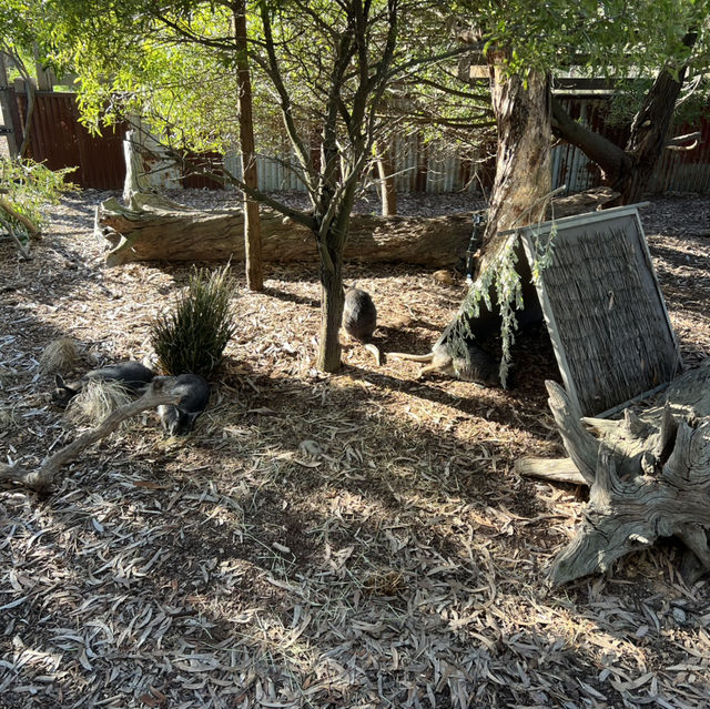 美食驚喜：Werribee Open Range Zoo 餐廳