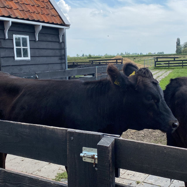 Zaandam and Zaandijk: A Journey Through Time and Tradition