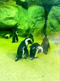 Get Close to Animals at Singapore Zoo