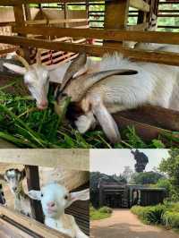 Fun time with Animal at the Zoo in Hsinchu 