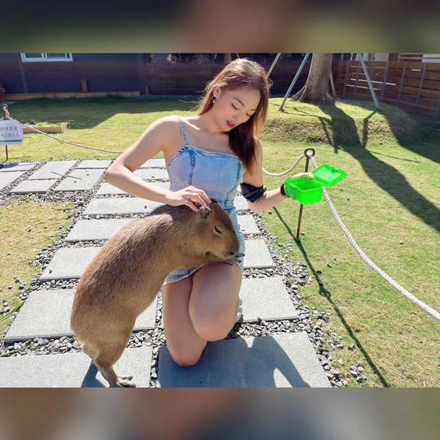 墾丁最大的梅花鹿體驗園區❤️