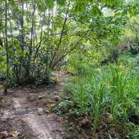 **Hiking at Bukit Kepayang: A Scenic Escape**