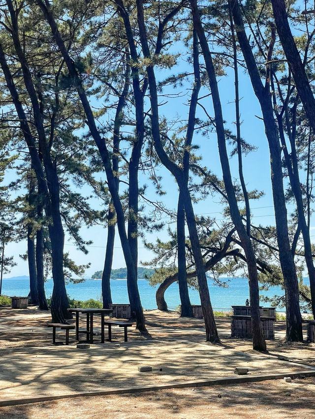소나무와 바다가 조화롭고 아름다운 해수욕장