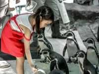 Aquarium สวนสัตว์เขาเขียว โชว์ช้างว่ายน้ำ 