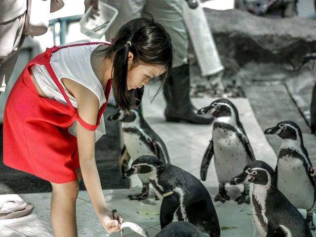 Aquarium สวนสัตว์เขาเขียว โชว์ช้างว่ายน้ำ 