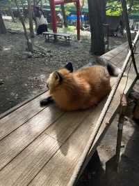 蔵王きつね村🦊