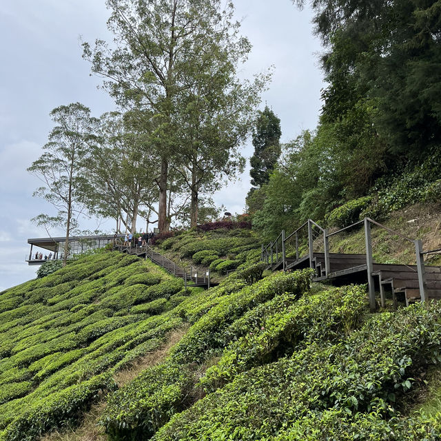 Afternoon tea at a tea plantation 