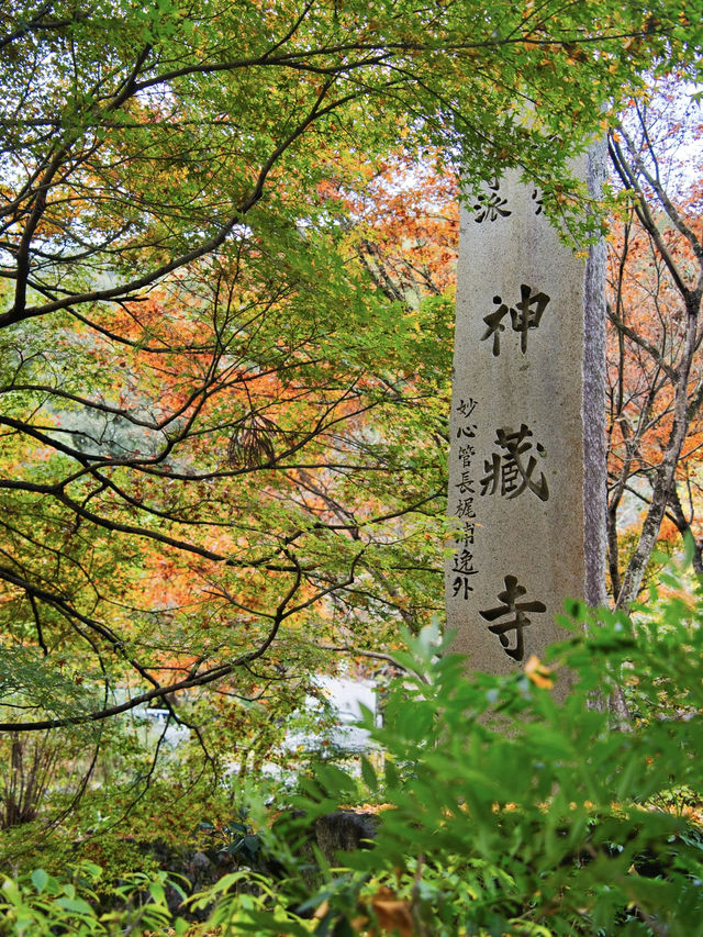 【ここ行って】本当は教えたくない🙅1230年の歴史あるお寺で見る穴場の紅葉🍁