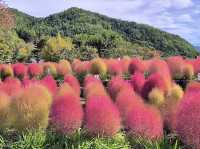 ทุ่งดอกโคเคีย Oishi Park