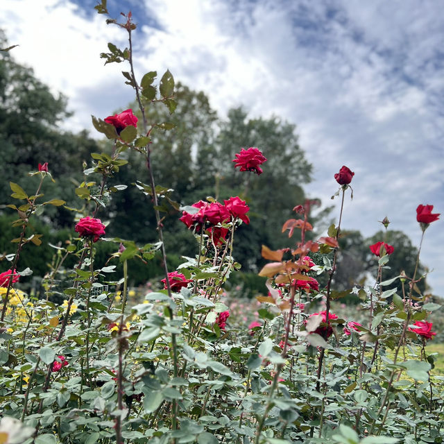 สวนกุหลาบ ที่ Chofu ใกล้โตเกียว