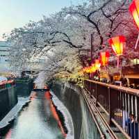 景點推薦：目黑川河畔，城市中的自然攝影天堂