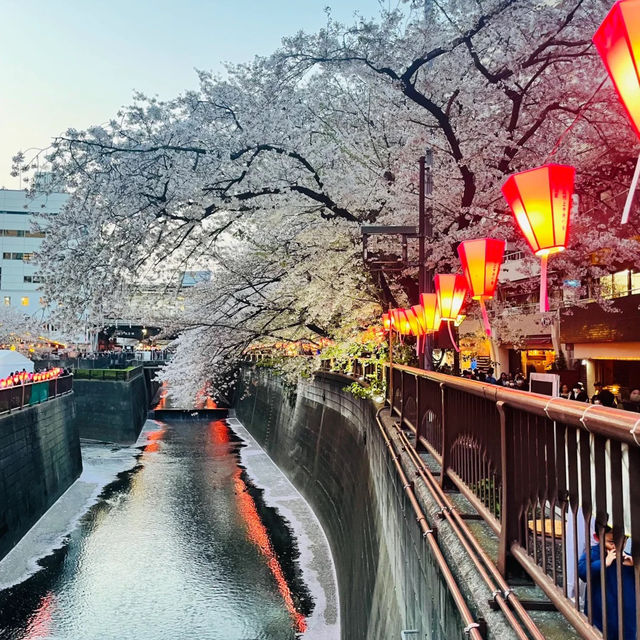 景點推薦：目黑川河畔，城市中的自然攝影天堂