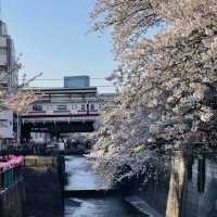 景點推薦：目黑川河畔，城市中的自然攝影天堂