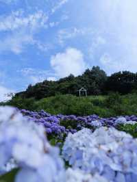 名古屋愛知縣：紫陽花之里