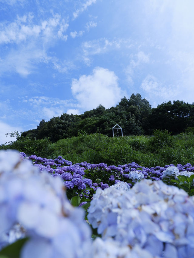 名古屋愛知縣：紫陽花之里