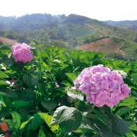 Hydrangea Cafe 🌸🏵