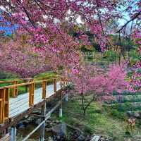 สะพานซากุระขุนวาง 