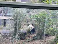 it's PANDA time !!!