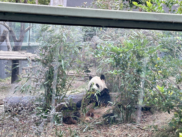 it's PANDA time !!!