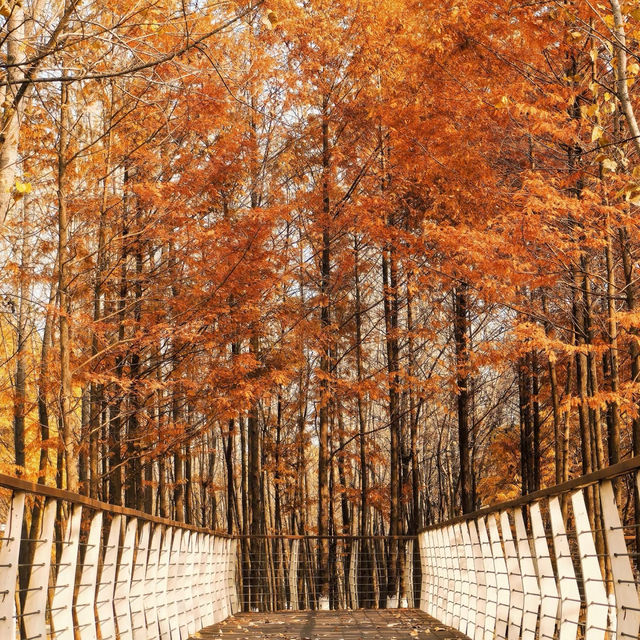 後湖濕地：美麗紅杉秋色🍂🌳