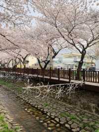 A Stroll Through the Sakura Wonderland of Yeojwacheon River