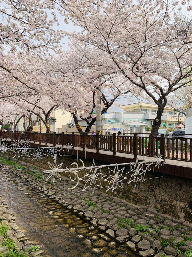 A Stroll Through the Sakura Wonderland of Yeojwacheon River