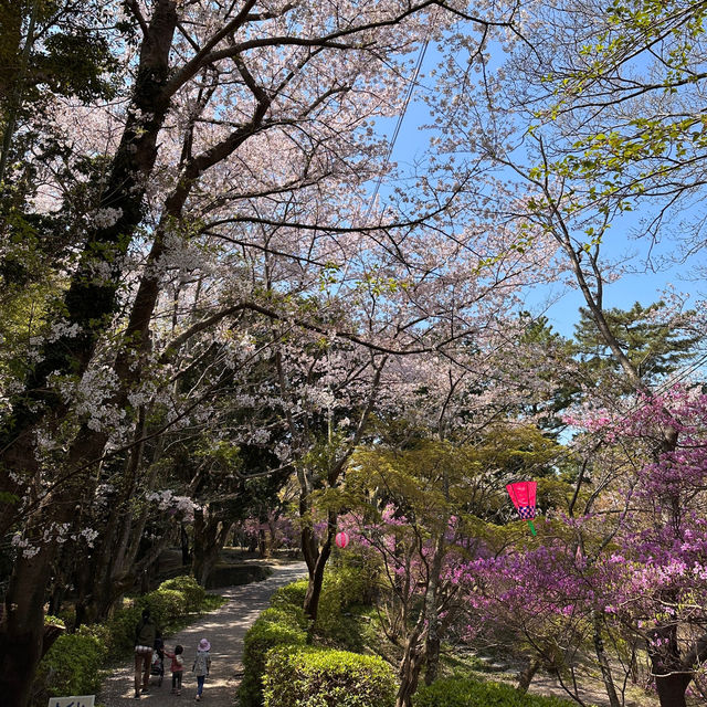 A Burst of Pink at Tsukairaku Park!