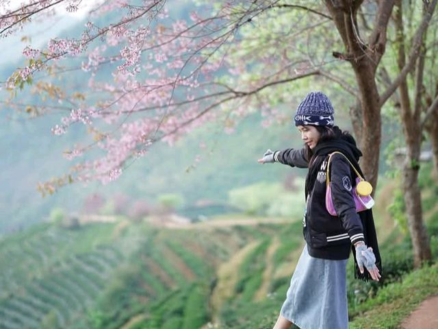 แนะนำเดือนมกราคมชมซากุระเมืองไทยที่ไร่ชากลางเขา