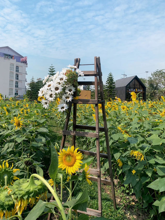 ร้านชาจุดเช็คอินใหม่ริมเลียบด่วน! CHA3MA🌻