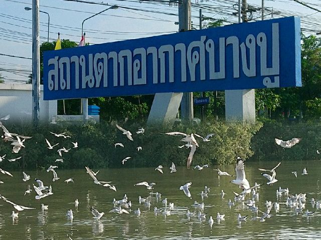 พาคุณพ่อมาสูดอากาศดีๆที่บางปู