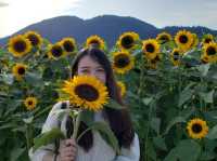 🇨🇦 加拿大西部太陽花田🌻