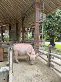 คาเฟ่ใกล้อัมพวา บรรยากาศดี๊ดี มีควายให้ดู 🐃✨ 