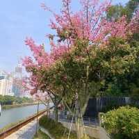 深圳大沙河生態走廊
