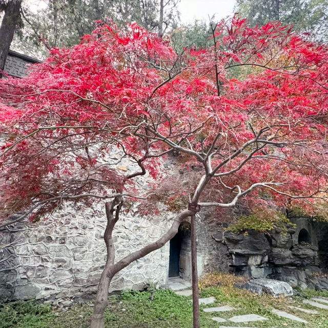 秋日的香山：风景如画，红叶如诗