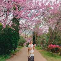 🌸อุโมงค์ซากุระ ขุนวาง 🌸