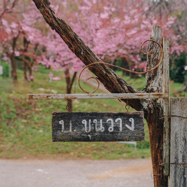 🌸อุโมงค์ซากุระ ขุนวาง 🌸