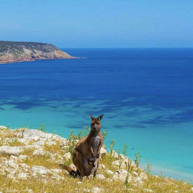 Kangaroo Island: South Australia’s Natural Paradise