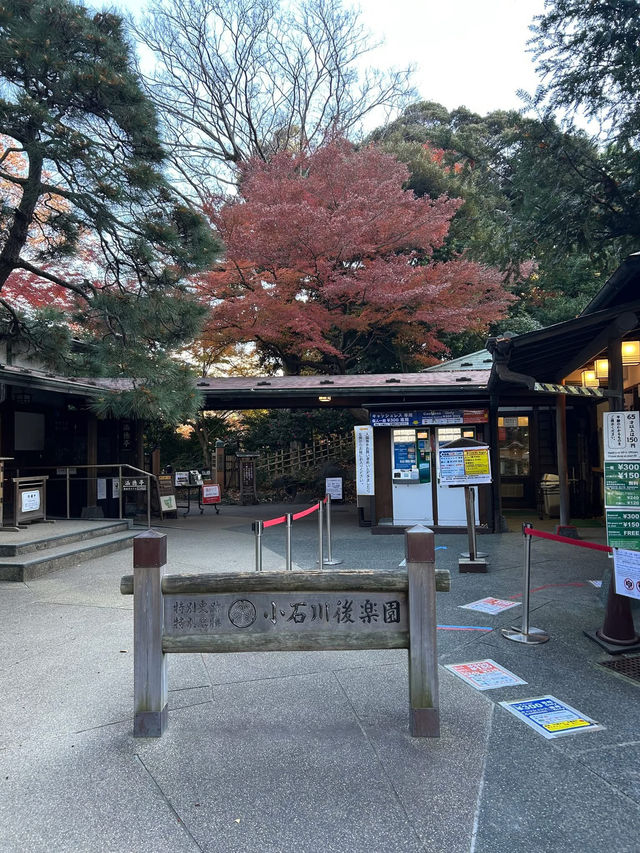 飯田橋「小石川後樂園」賞楓