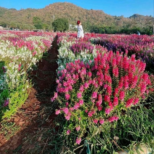 考艾有個北海道花田公園