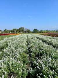 I Love Flower Farm
