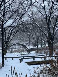 Seoul forest ในวันหิมะตก
